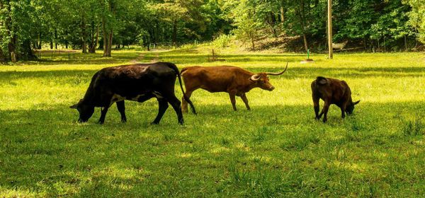 Zefiro Methane Surges! Conquering a Huge Market! The Next Success Story Is Taking Shape!