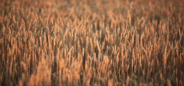 A Strong Duo in a Huge and Overlooked Growth Market: MustGrow Biologics and Bayer&mdash;When Will BayWa Recover?