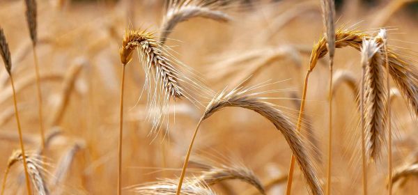 Bayer and BASF on a Performance High &mdash; and MustGrow Biologics as a Secret Weapon Against World Hunger!