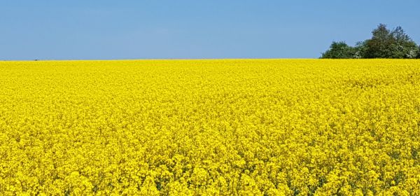 Bayer, MustGrow Biologics, and Yara International: How to Capitalize on the 40% Fertilizer Price Surge in Your Portfolio