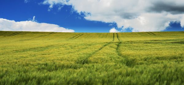 Bayer, MustGrow Biologics, BASF: From Yesterday's Crop Protection to Tomorrow's Biologicals