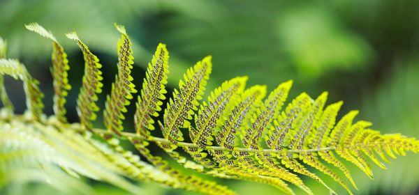 AI and Smart Farming: Growth Opportunities with BASF, MustGrow, SAP, and Nestl&eacute;