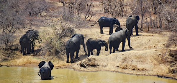 DAX & Gold Correction: 100% Gains Possible with SAP, Kobo Resources, and Oracle