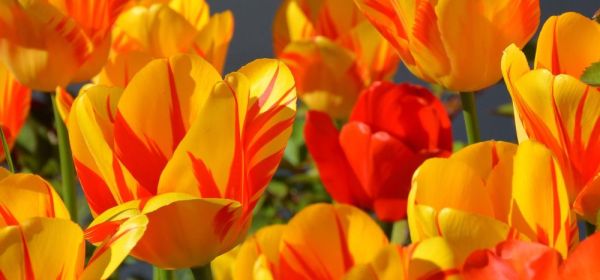 Dream Returns with Oil and Gas! Jump on Pure One, but Proceed with Caution on BP, OMV, and Nordex