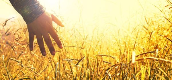 Droughts, Floods, Wars! Crisis-Resilient Returns with Global Food Stocks Like Unilever, MustGrow, Bayer and Kraft Heinz