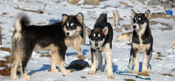 Exploding commodity prices meet NASDAQ hysteria! Nordex, European Lithium, Siemens Energy, and Standard Lithium in focus