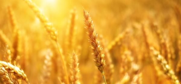Fertilizer Crisis 2026: Why Bayer, MustGrow Biologics, and Yara International Belong on Investors' Watchlists