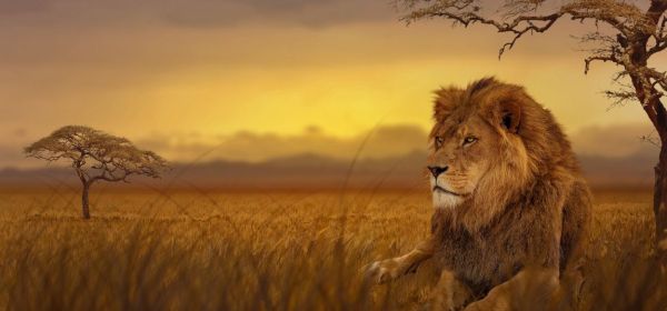 Gold at USD 4,800 &ndash; Largely Overlooked and Gaining Momentum: Desert Gold Set for First Production in 2026