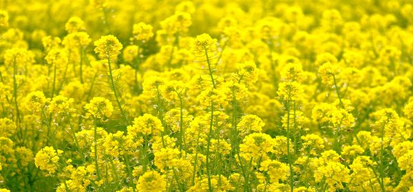 Green Promises, Yellow Solutions: KWS Saat, MustGrow Biologics, and Corteva Under the Microscope