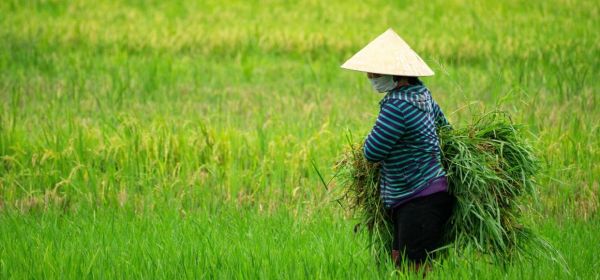 Heat, Drought, and Water Shortages: A Sector-Wide Buy Signal for Environmental Specialists Bayer, MustGrow, Kraft Heinz and Unilever