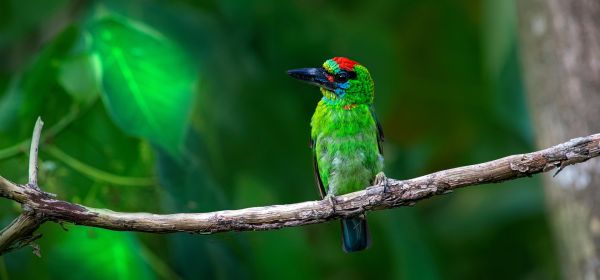 Iran and the oil dilemma &ndash; Alternatives on the rise! CHAR Technologies, Nordex, and Siemens Energy in focus