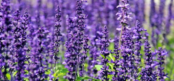 More than 100%? Big Moves in gold and high-tech! Aixtron, Kobo Resources, Lanxess, and DroneShield