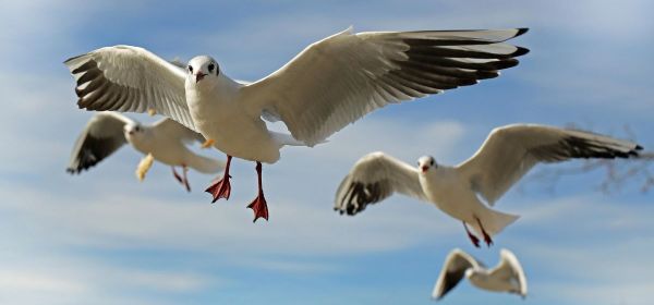 NATO Drones 3.0 &ndash; The US and Europe Go Full Throttle! Volatus Aerospace Takes the Driver's Seat