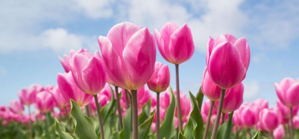 Oil shortages as a turning point for uranium and hydrogen with Siemens Energy, Standard Uranium, Plug Power, and Nel ASA