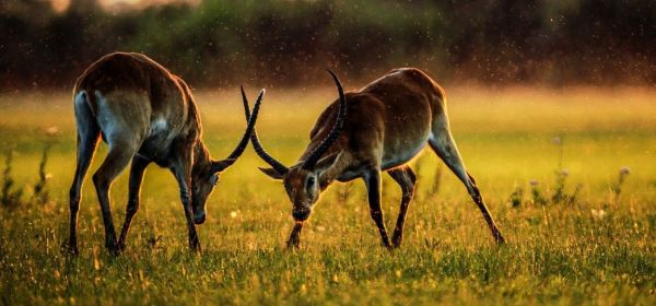 Software giants are longing for a new gold rush! SAP, ServiceNow, TeamViewer, and DRC Gold are stepping into the spotlight