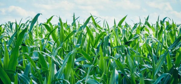 The Focus Is on Nutrition, Not Microchips: What Is on the Menu at McDonald's, Bayer, MustGrow and Kraft Heinz?